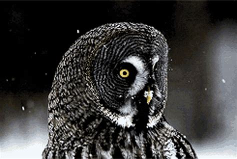 Owl gif - Images tagged "owl". Make your own images with our Meme Generator or Animated GIF Maker. 